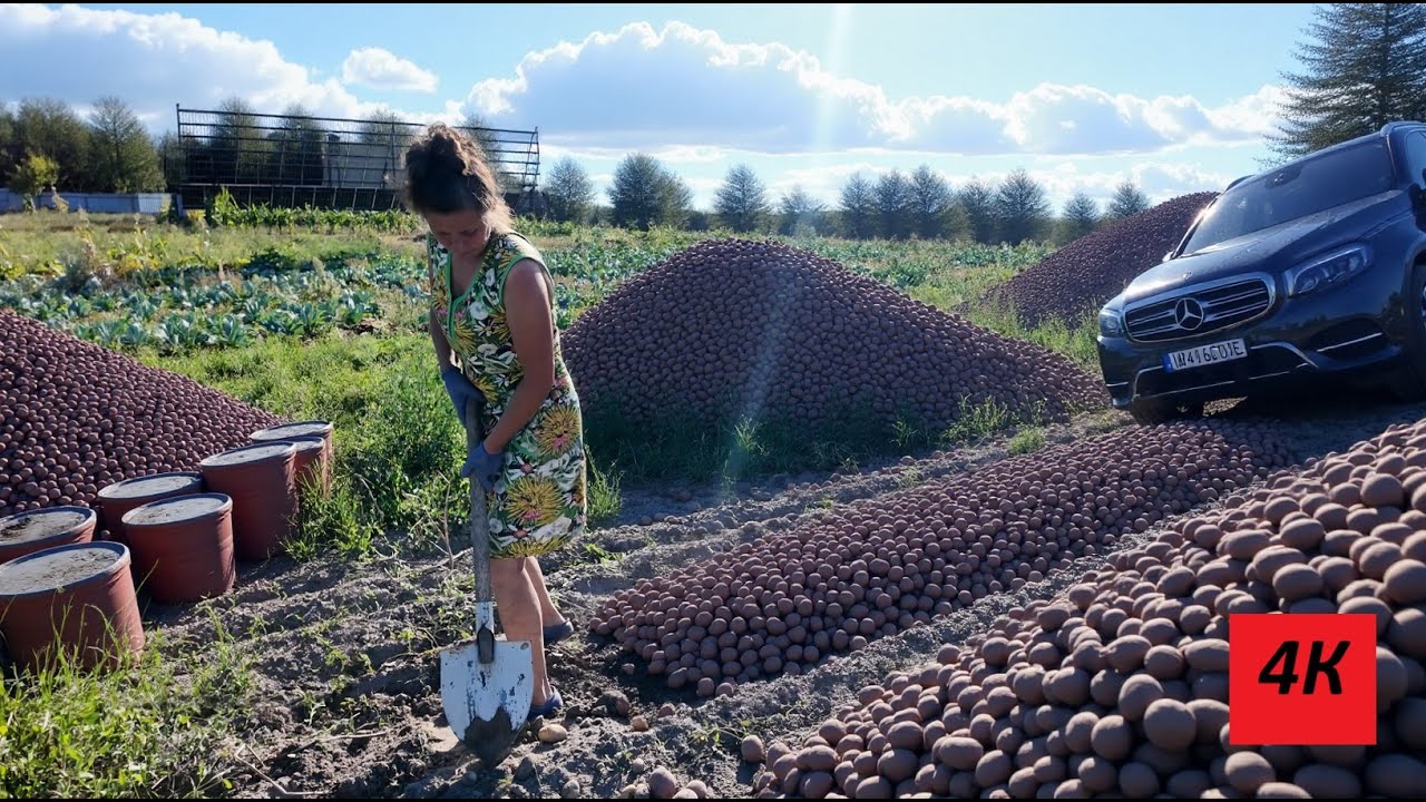 🌾 Life in the Village 4K | Harvesting Tons of Potatoes 🥔👩‍🌾🚜 | Rural Life Documentary (30 Min)