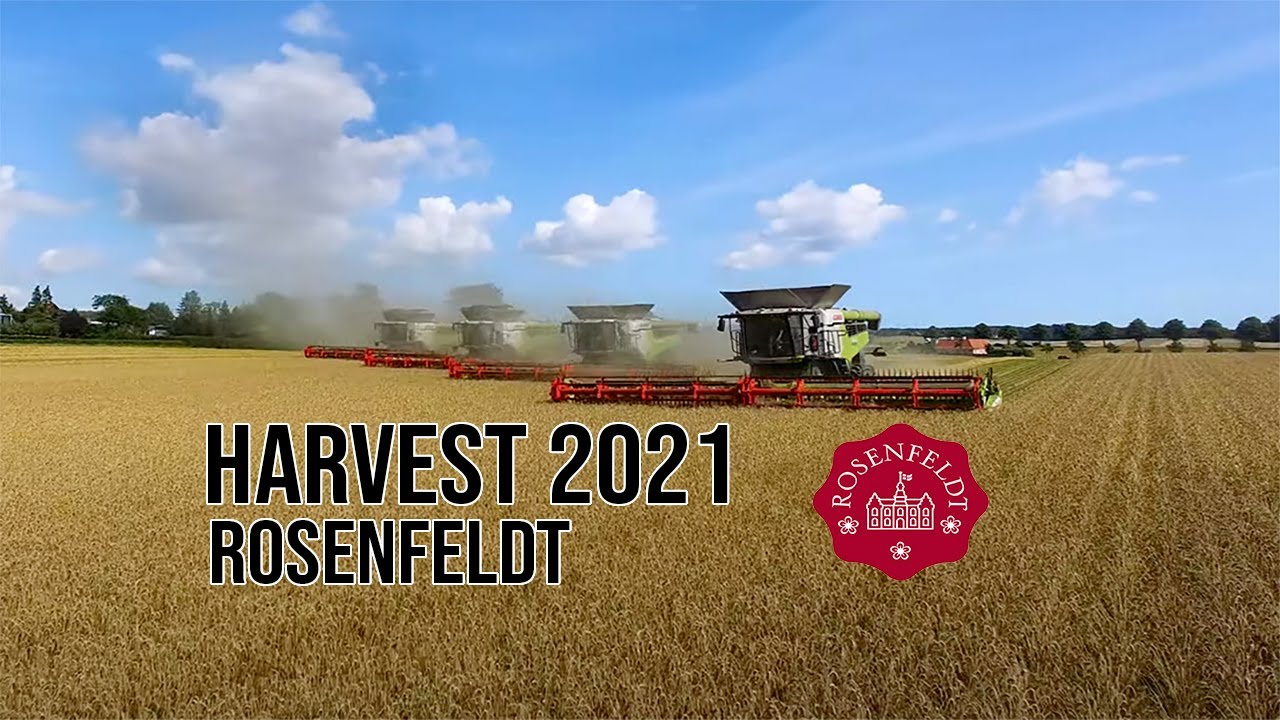 Harvest 2021 - Rosenfeldt  |  4x CLAAS Lexion 8900 TT