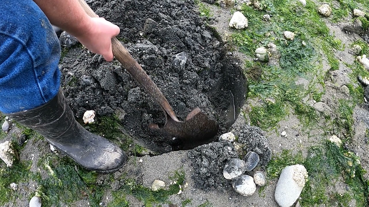 Digging butter clams in the Puget sound