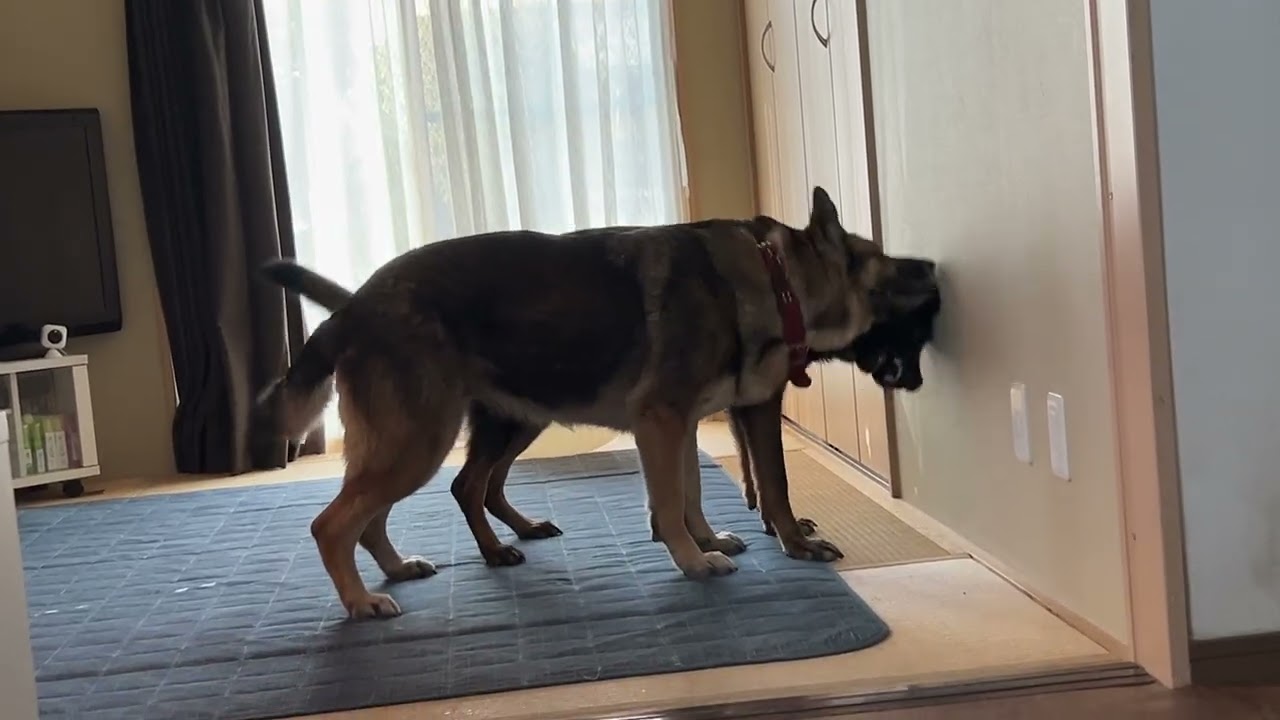 アニテバリブラムミノvol171