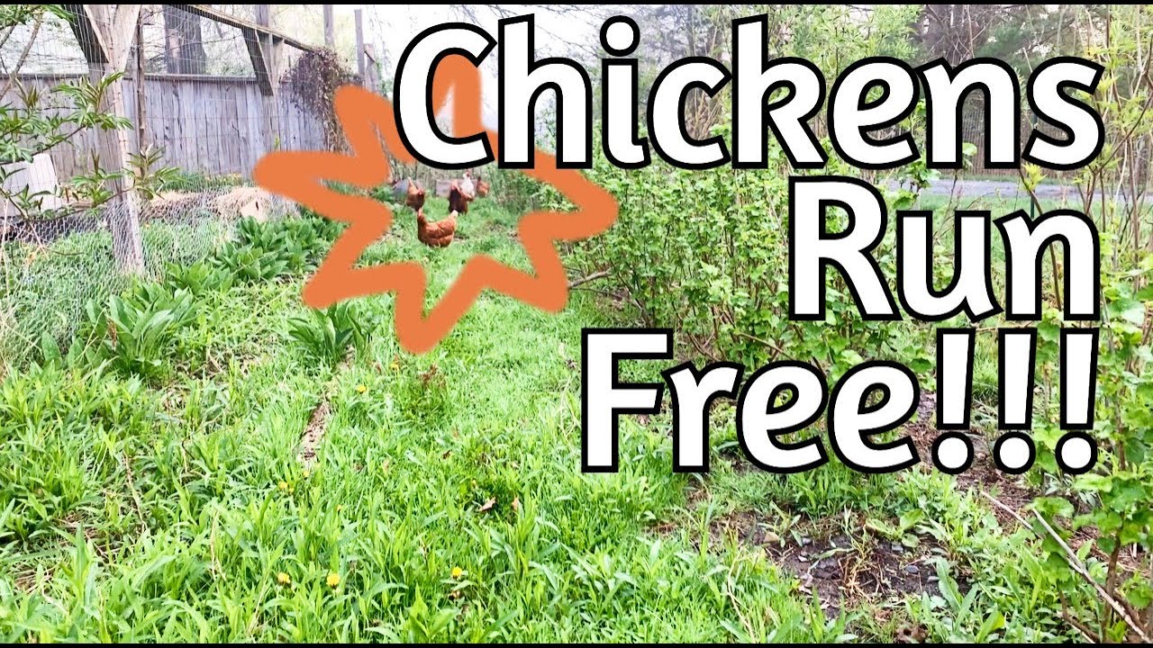 Chicken TV - Chickens on Fresh Pasture!!!