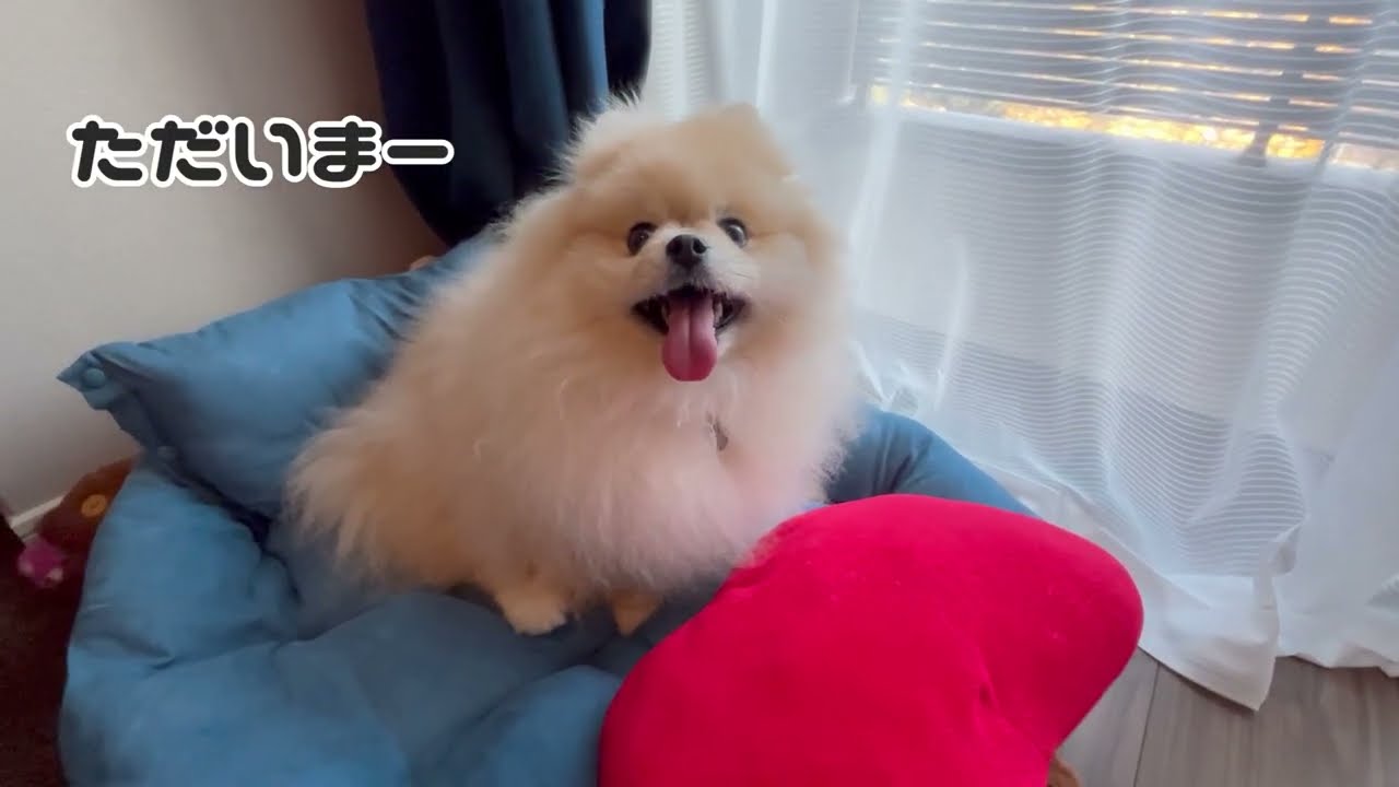 【ご報告】「急性膵炎」になったモチに更なる残酷な現実が突きつけられました。