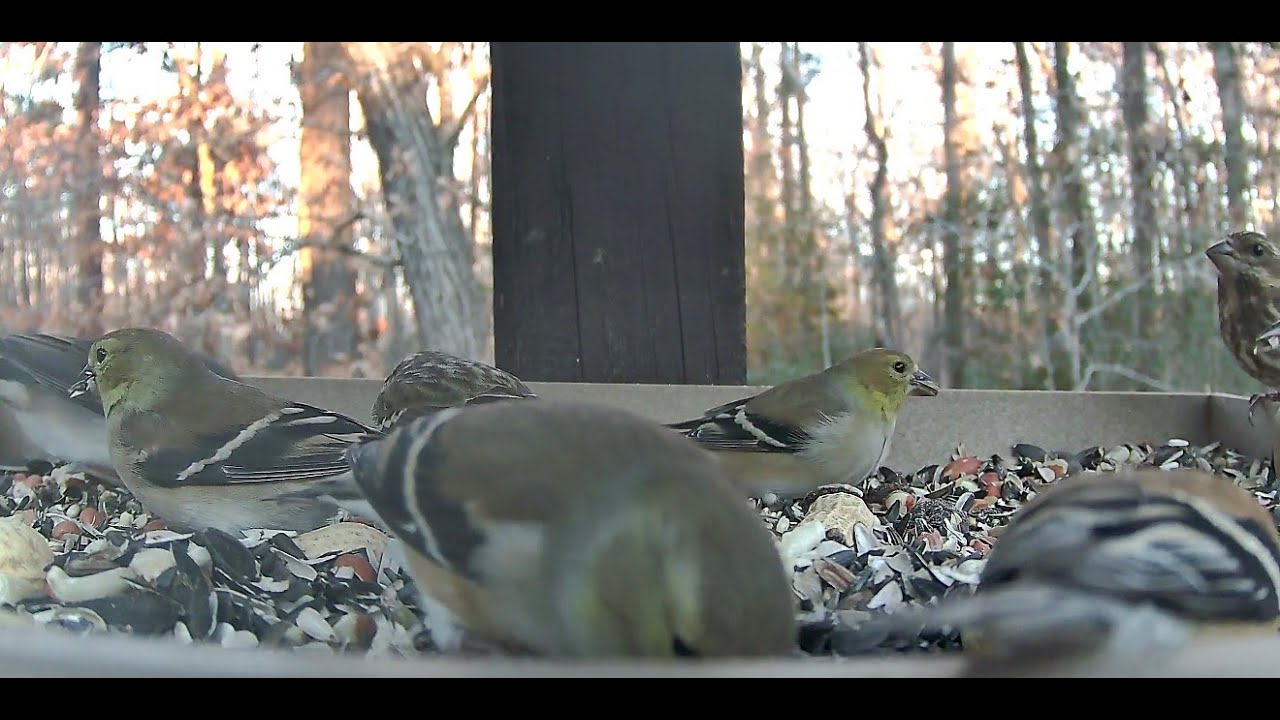 ** Birds on the Bluff Live Stream Bird Camera **  1/16/2026