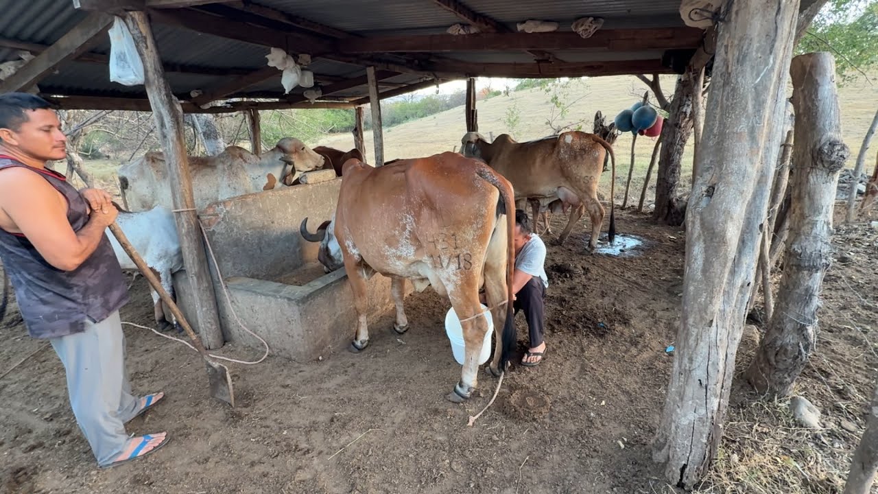 Ordeñando as vacas gyr y mira como estan las que compramos 