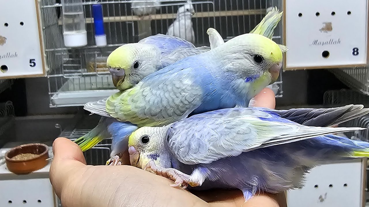 RAINBOWLARI YEME DÜŞÜRDÜK😊 AYLARDIR ARADIĞIM DİŞİ SULTANI BULDUM🥰
