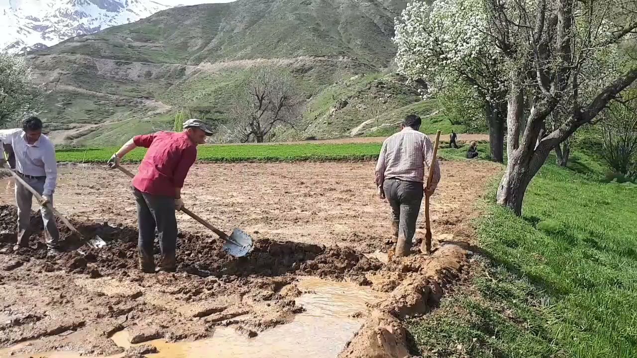 Pirinç ekme sezonu şirvan kayahisar köyünün ustaları 💪💪💪