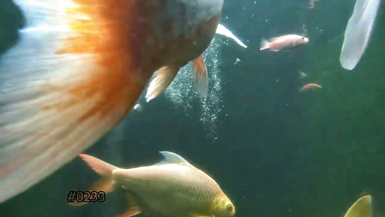 Dengarkan Ini 30 Detik Jika Pikiranmu Lelah | ASMR Ikan Koi