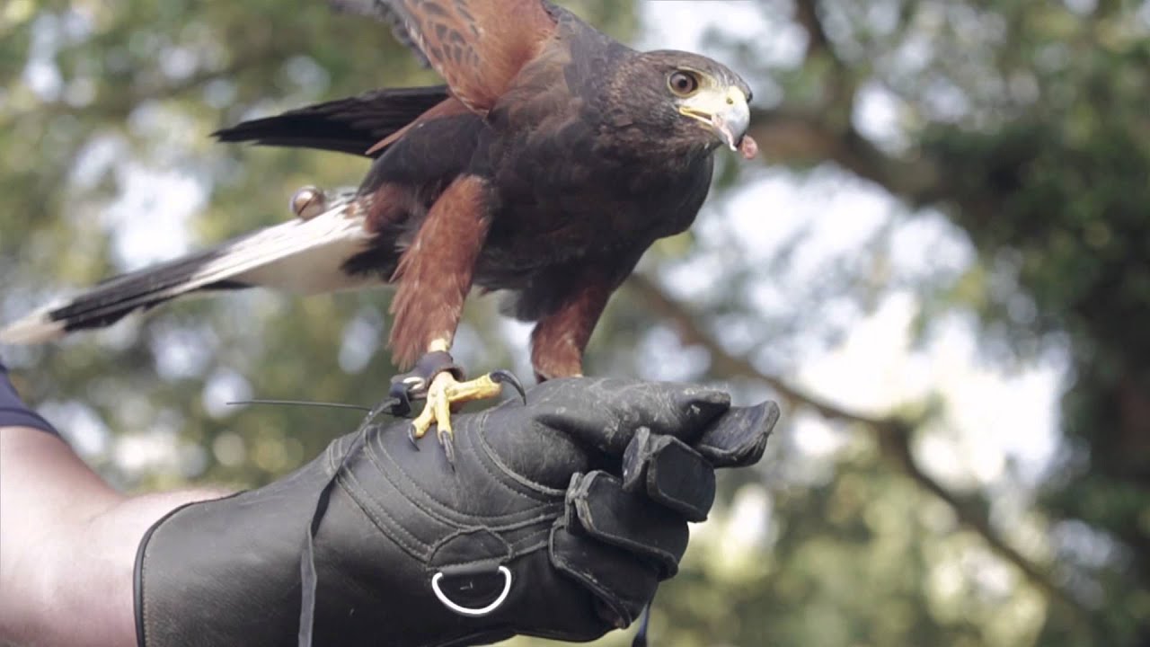 Hawking an Eco-Friendly Bird Control Technique