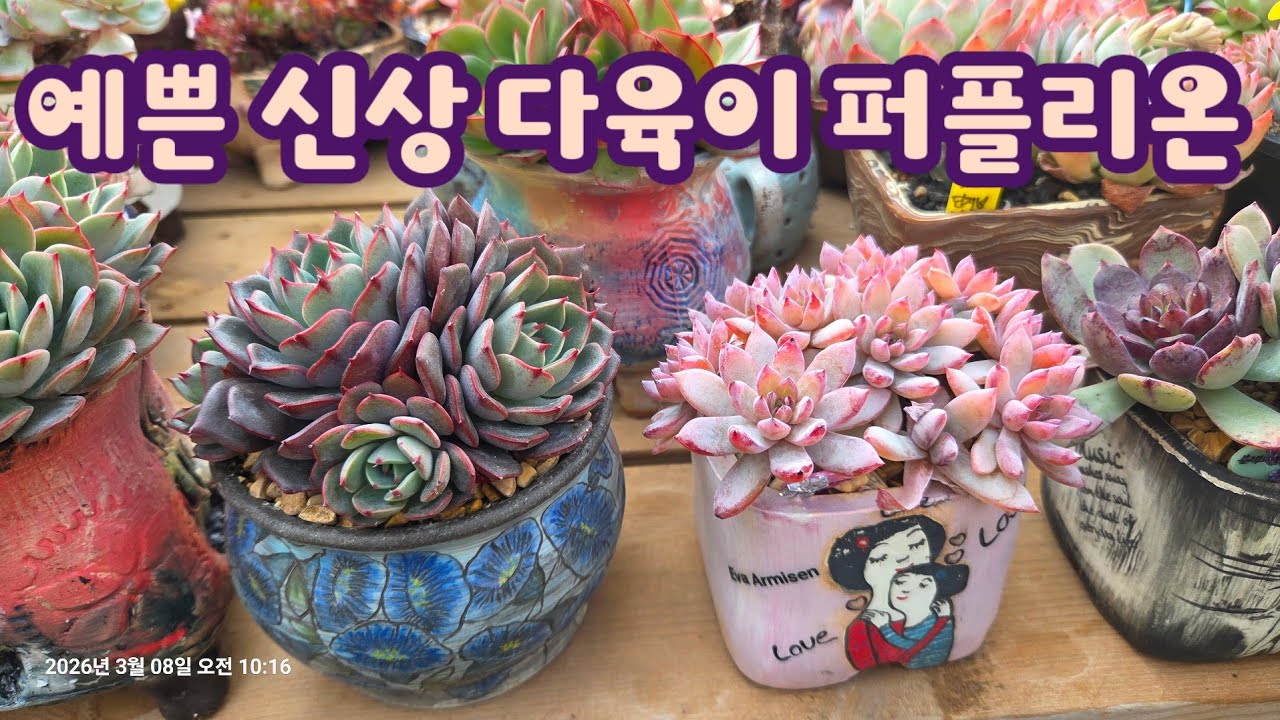 오랜만에 만나는 귀둥이 신상 퍼플리온 분갈이해요~💕 꽃나래다육 010.2818.1441 