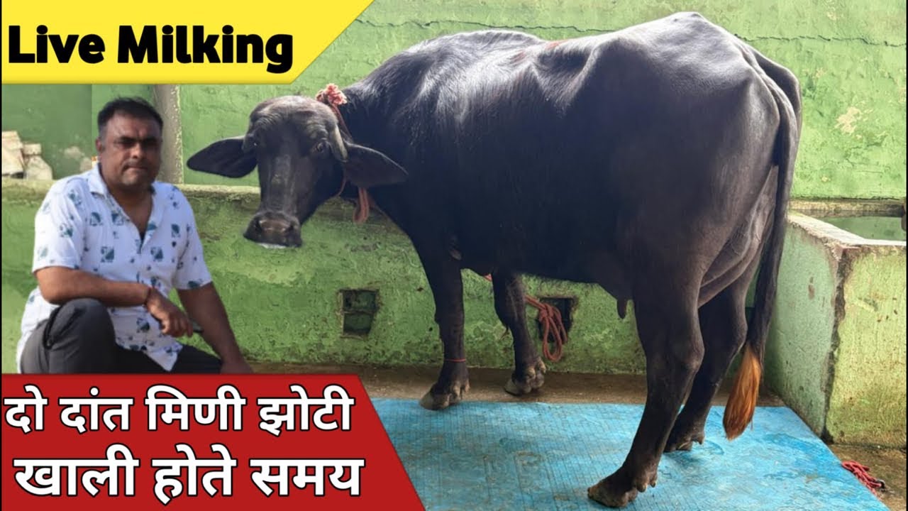 दो दांत मिणी झोटी की Live Milking, खाली होते समय (Morning Time) || Monveer Kundu Farm (9812930814)
