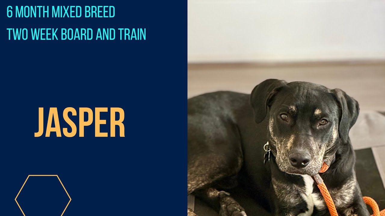 6 Month Mixed Breed | Off Leash K9 Training | Columbia SC