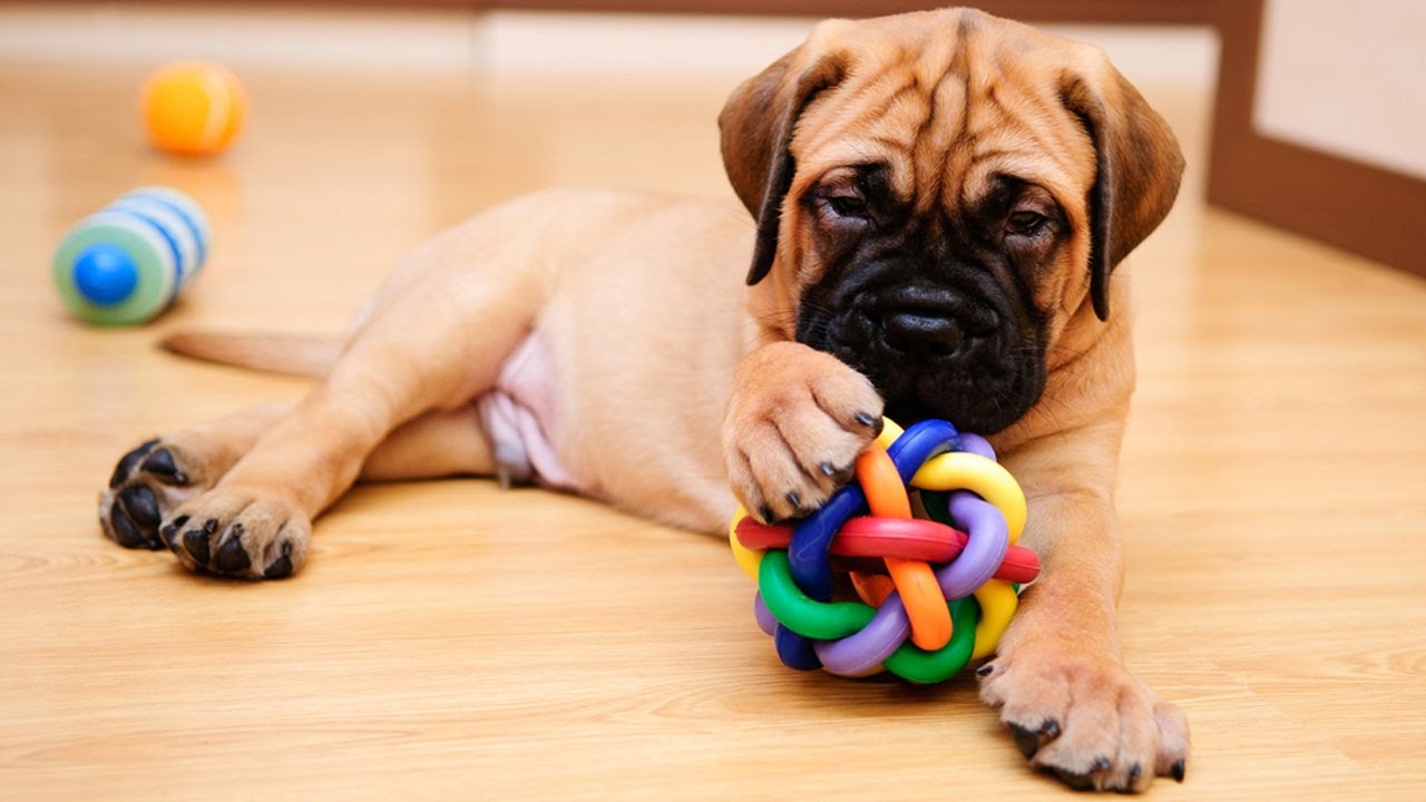🔴 MEU CACHORRO NÃO GOSTA DE BRINQUEDOS, O QUE FAZER? #MimaResponde14