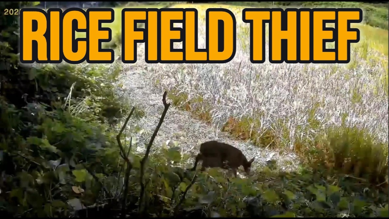 Korean Water Deer Entering a Rice Field | Daytime Footage