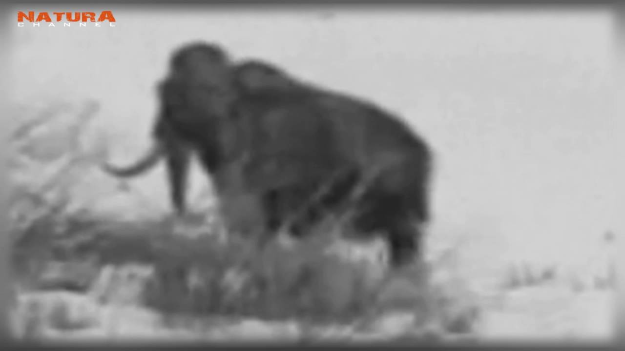 Un Mamut Lanudo filmado vivo en 1943 en Siberia: &iquest;Verdadero o falso?