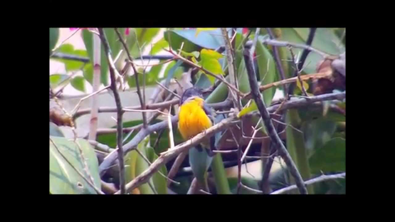 Orange bellied Flowerpecker Calling
