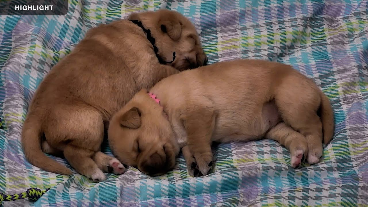 Bergin University Puppies | Highlights