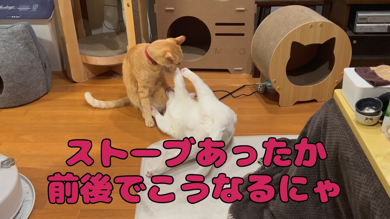 【保護猫】🐈猫はあったかになると行動活発になるにゃ🐈の巻【にゃんこ日和】【rescued cat】
