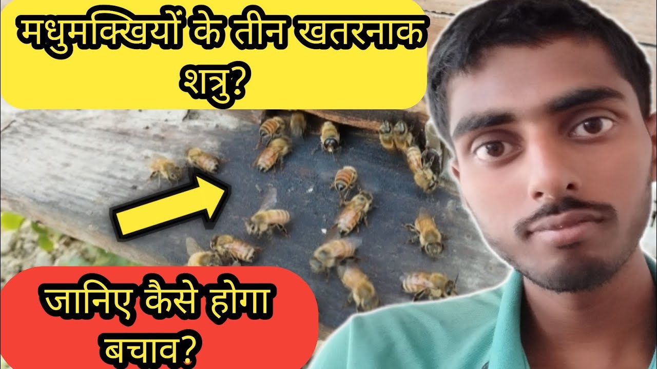 मधुमक्खी के तीन खतरनाक शत्रु?जानिए कैसे होगा बचाव?three dangerous enemies of bees? 😮