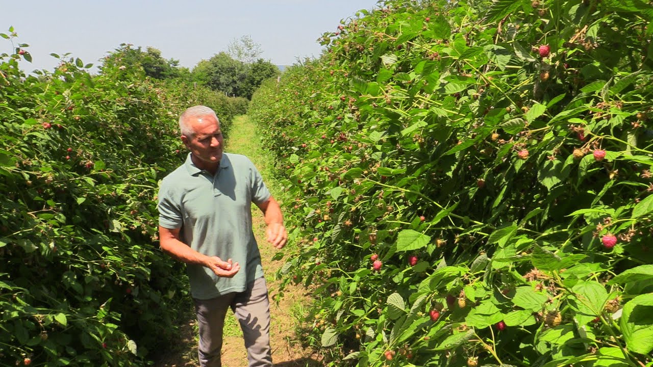 Dnevno naberemo i do 700 kg maline - odkupne cijene nikad  bolje. Dnevno imamo oko 20 beraca