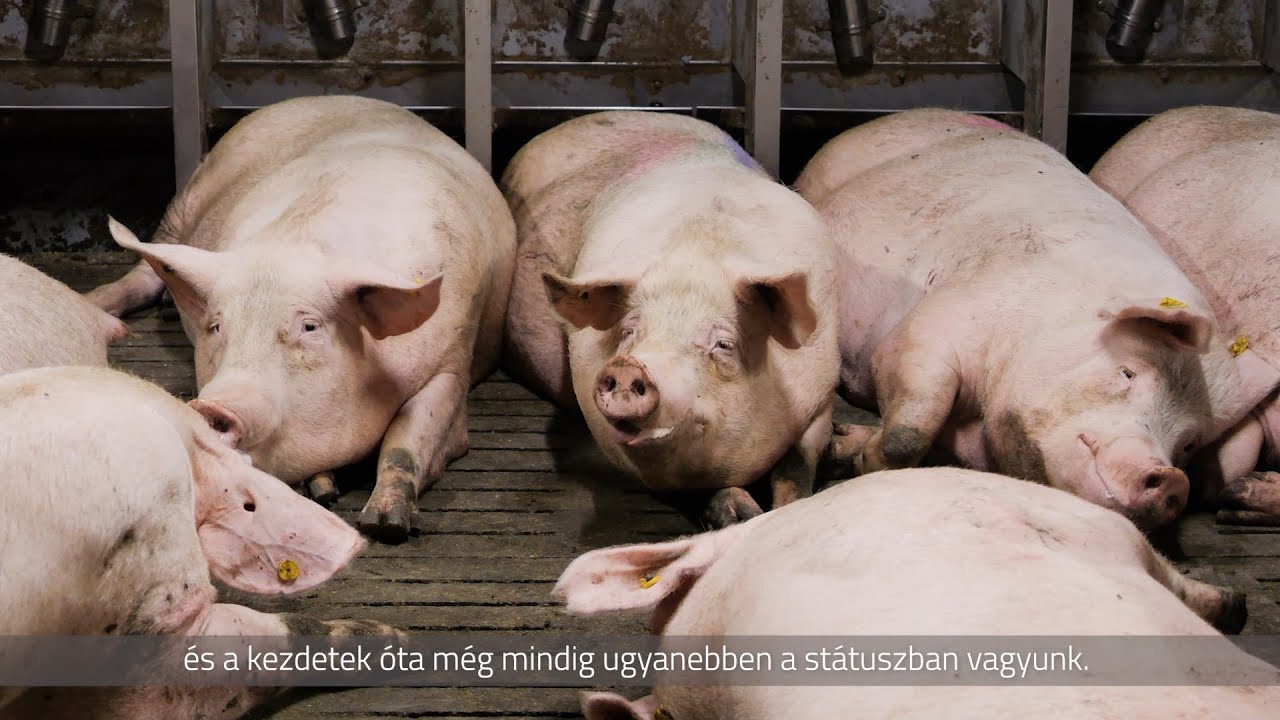 Üzemlátogatáson a Csicsó Farmnál – bővebb változat, további érdekességekkel