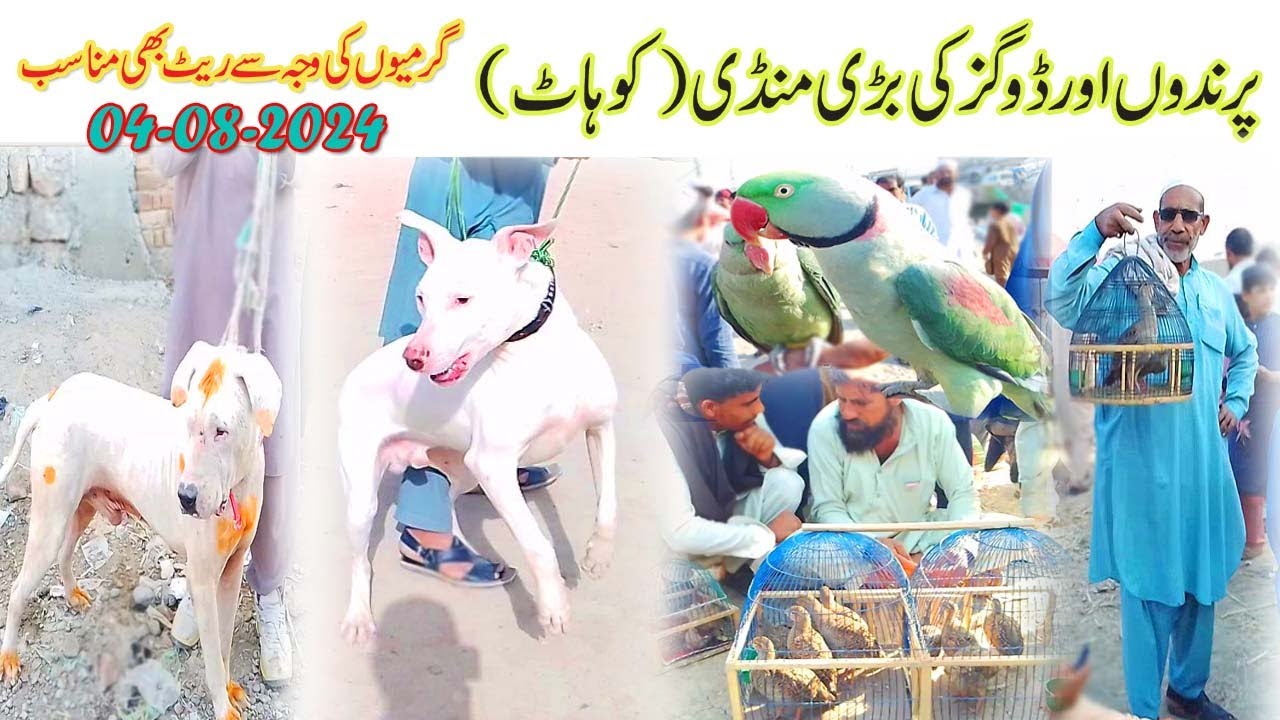 Episode no 04 Kohat Dogs and Birds Market Vlog 2024 | kohat dog mandi | etwar mandi | aj ke dog