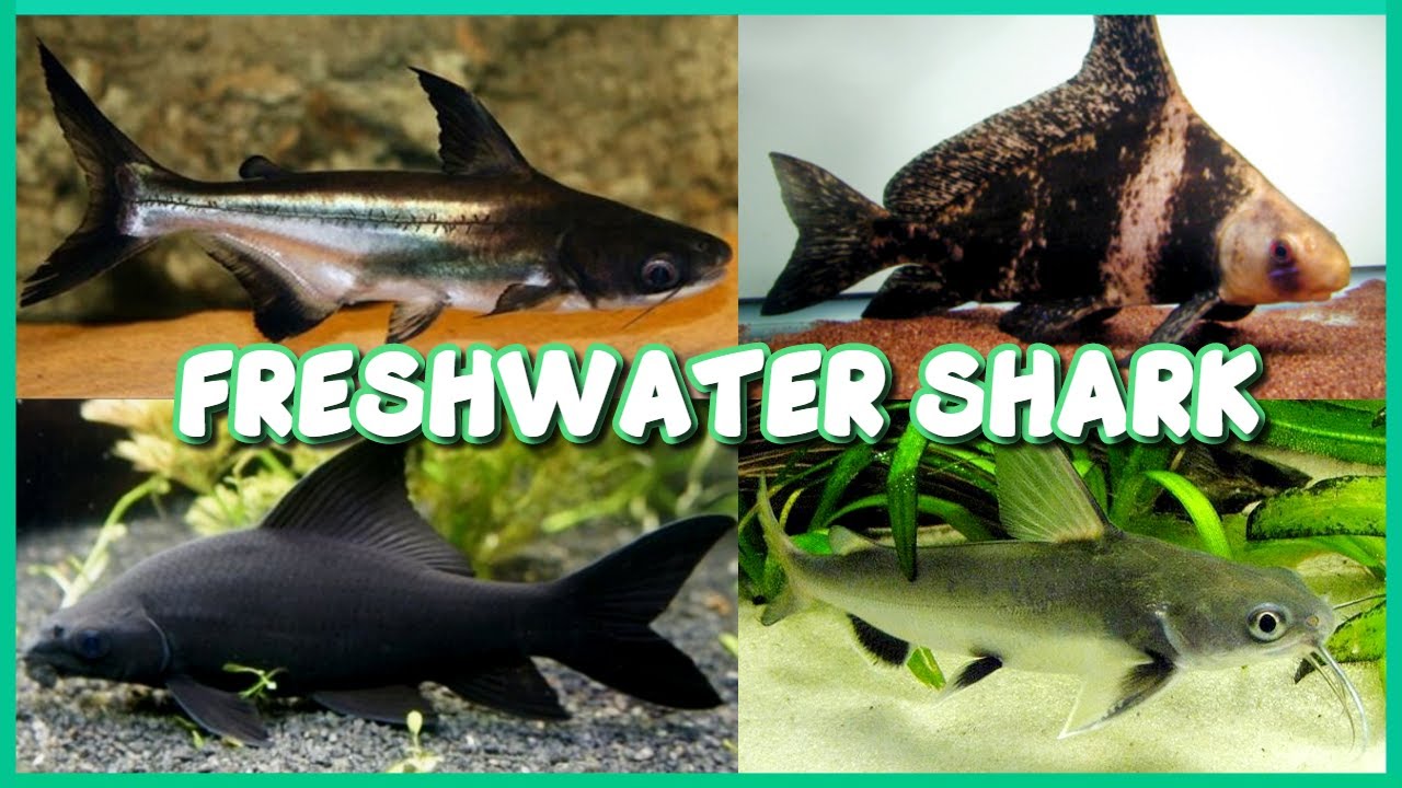 Types of Freshwater Shark for Aquarium
