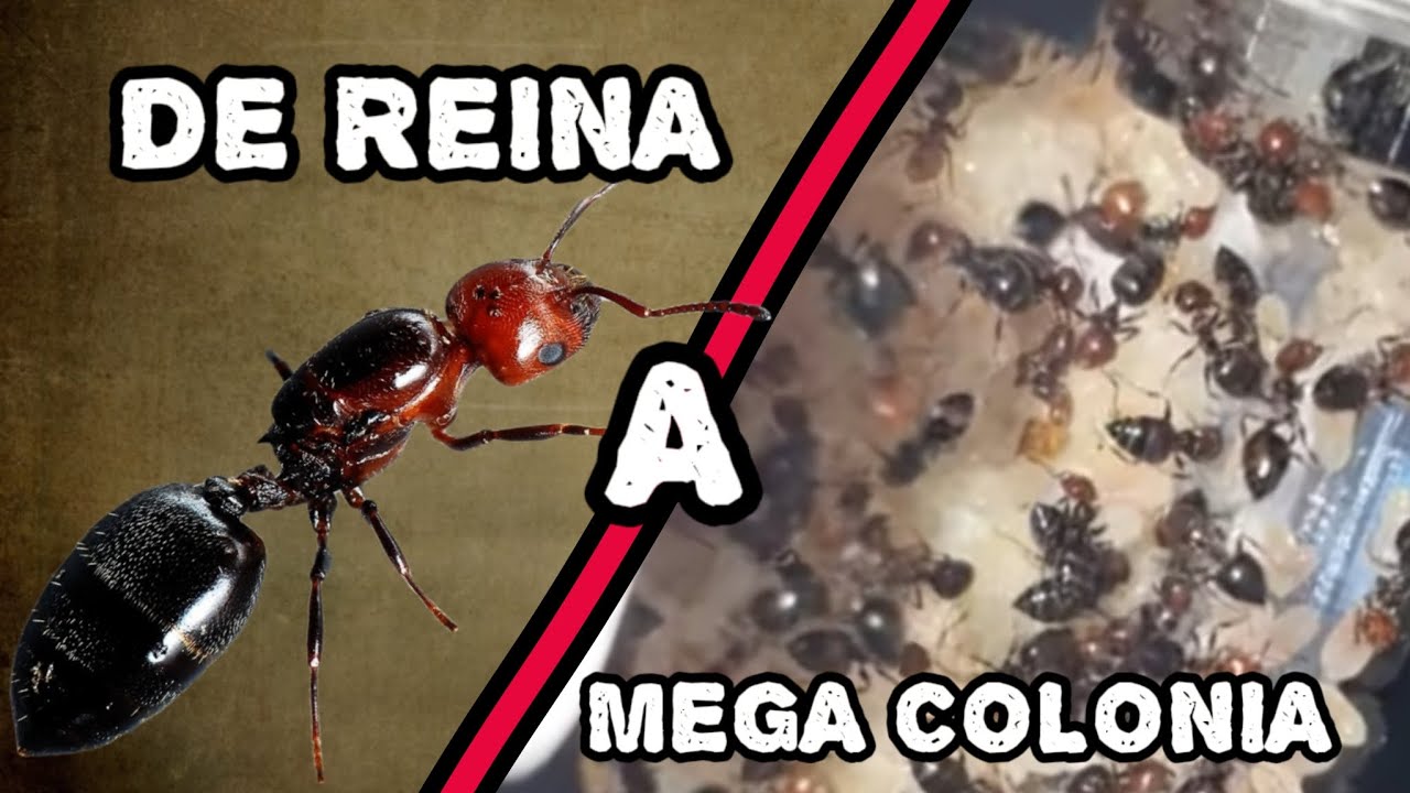 DE REINA A MEGA COLONIA DE HORMIGAS- El inicio del imperio de la REINA ROJA #crematogaster #hormiga
