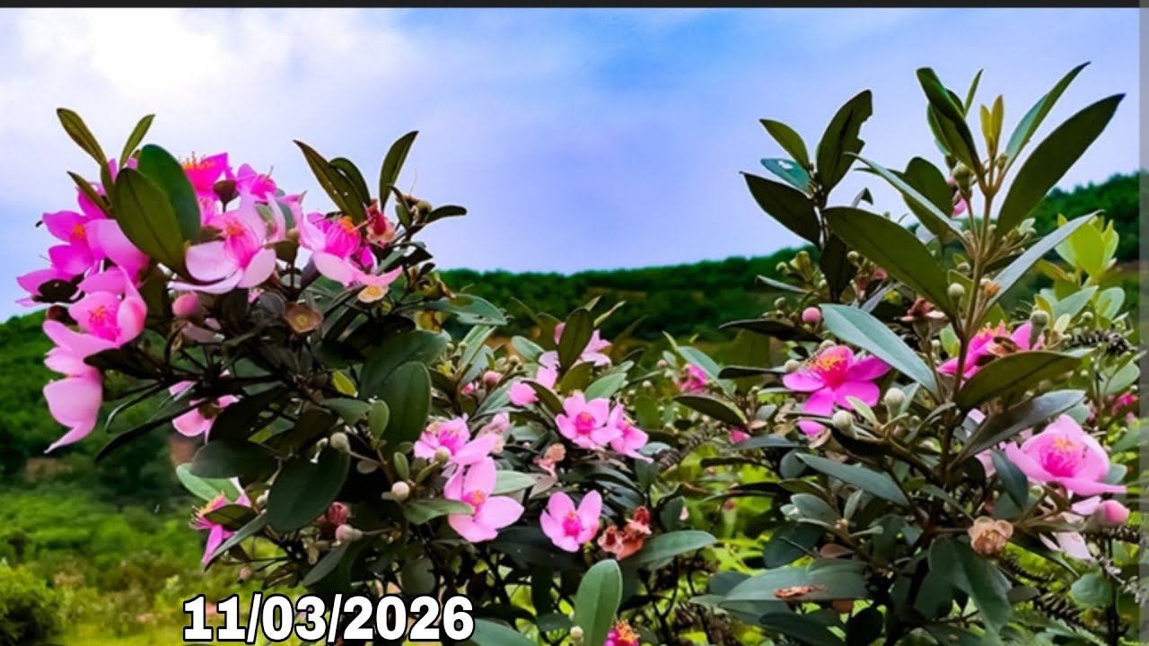 🌳BSKR - Hôm nay có sim tím, dú dẻ, đơn rừng, lêkima , chòi mòi lá kim (11/03/2026)☎️0965.773.818