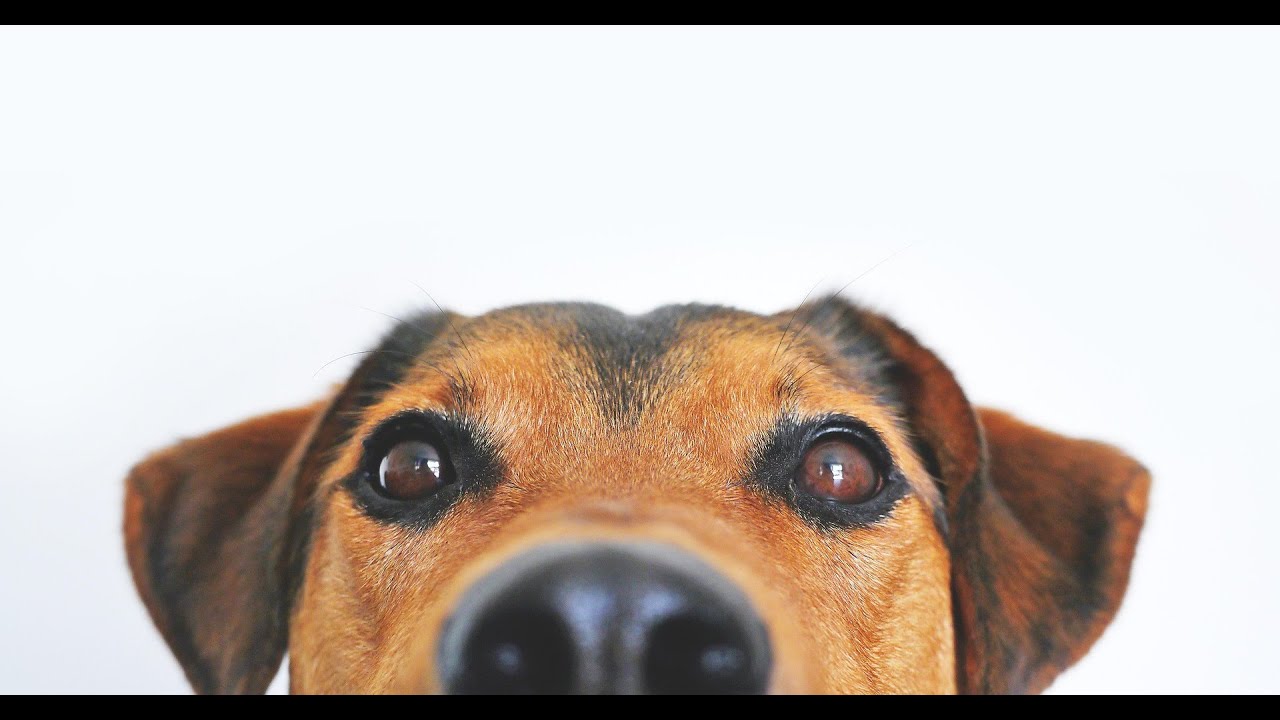 Antonio GALA: MONOLOGO DE UN PERRO/AUDIO RELATO estremecedor.