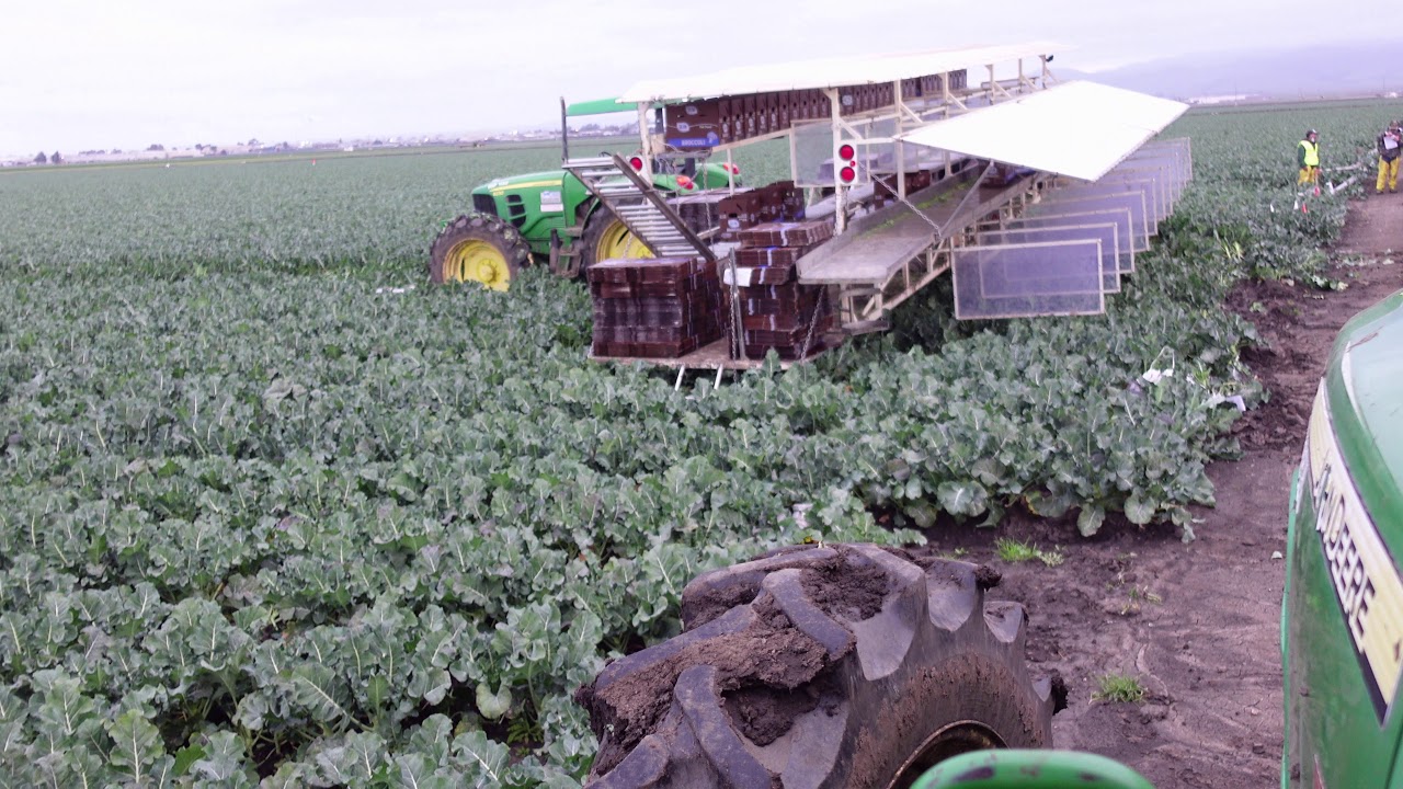 Emepesando la temporada del brocoli con lluvia en salinas california