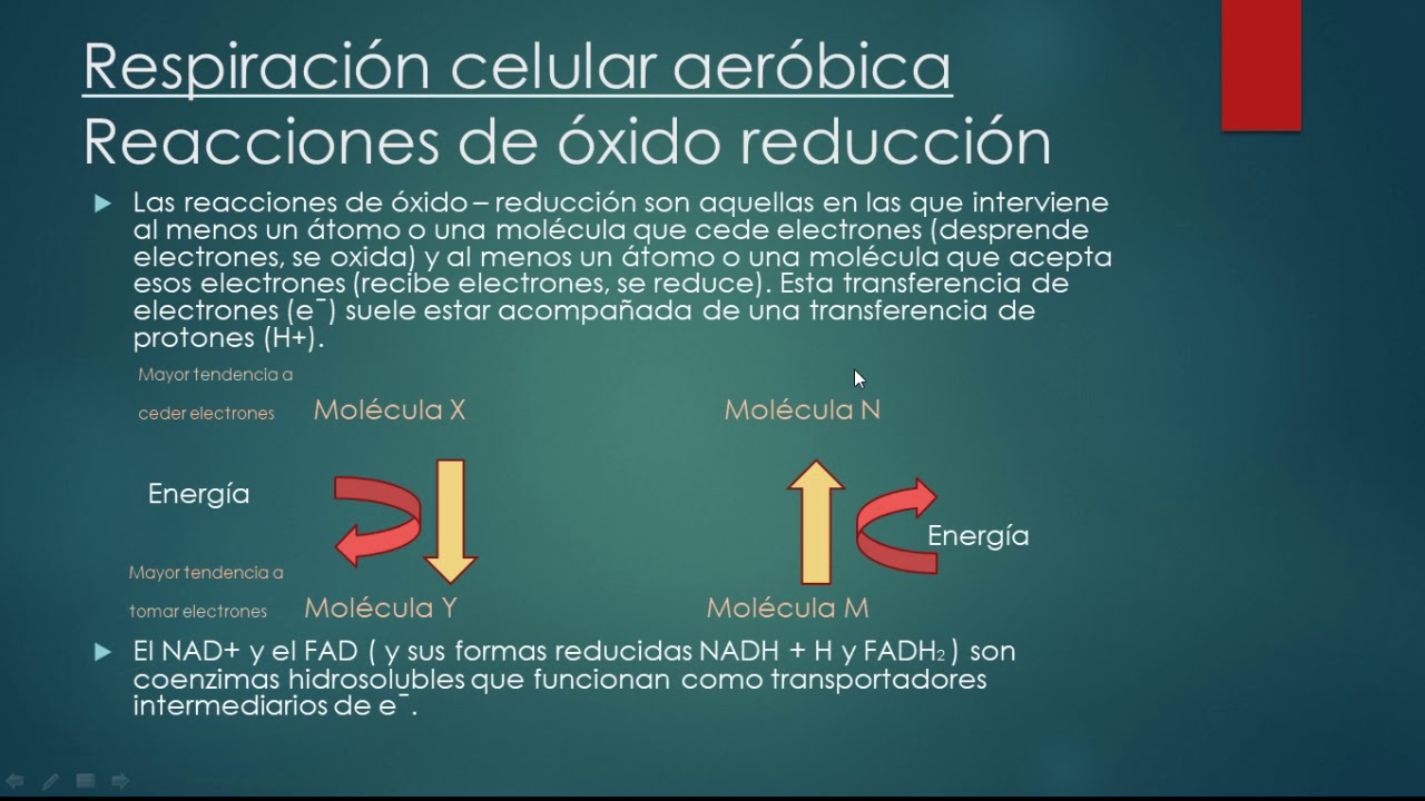 11 Respiración Celular