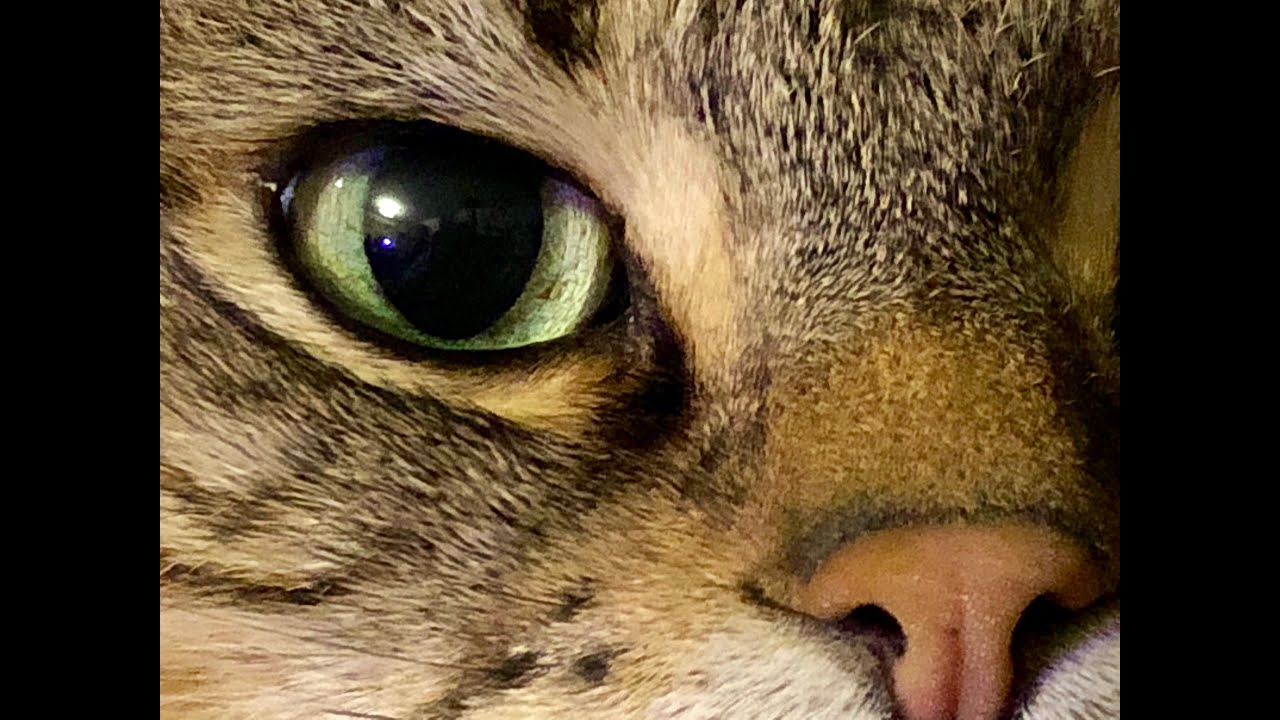 Mewsic in the Night (The Album)