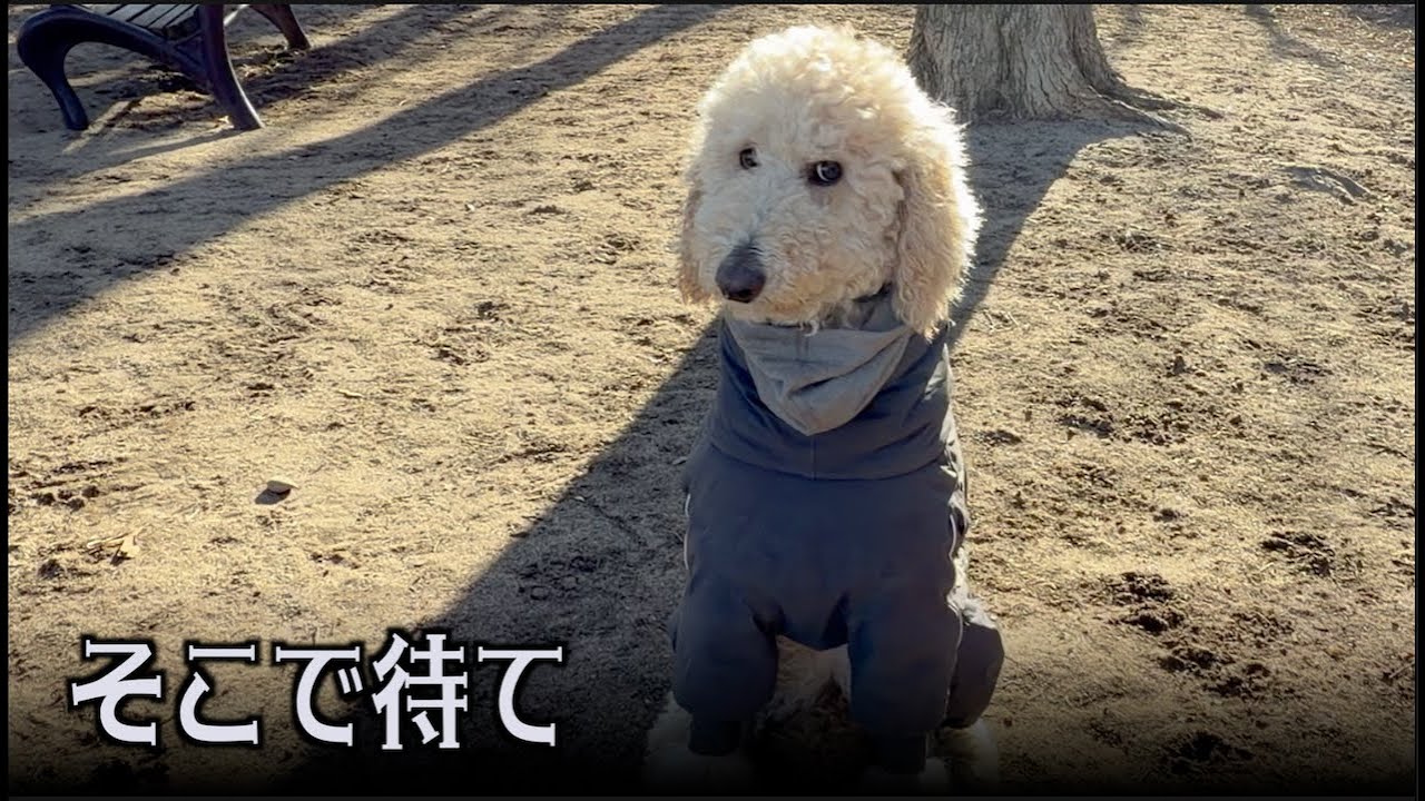 ドッグランで捕まらないプリンの捕獲に再挑戦