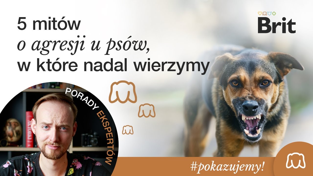 POKAZUJEMY: 5 mitów o agresji u psów, w które nadal wierzymy - Brit Polska