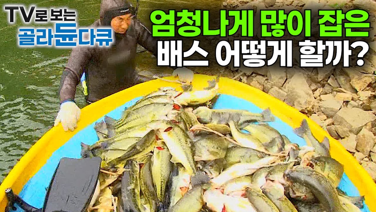 이건 새발의 피다. 먹지도 못하는 괴물 배스 이렇게 많이 잡아서 어떻게 할까?｜댐 하나 초토화 시킨 대형 괴물 배스 하루 종일 사냥하기｜극한직업｜#골라듄다큐