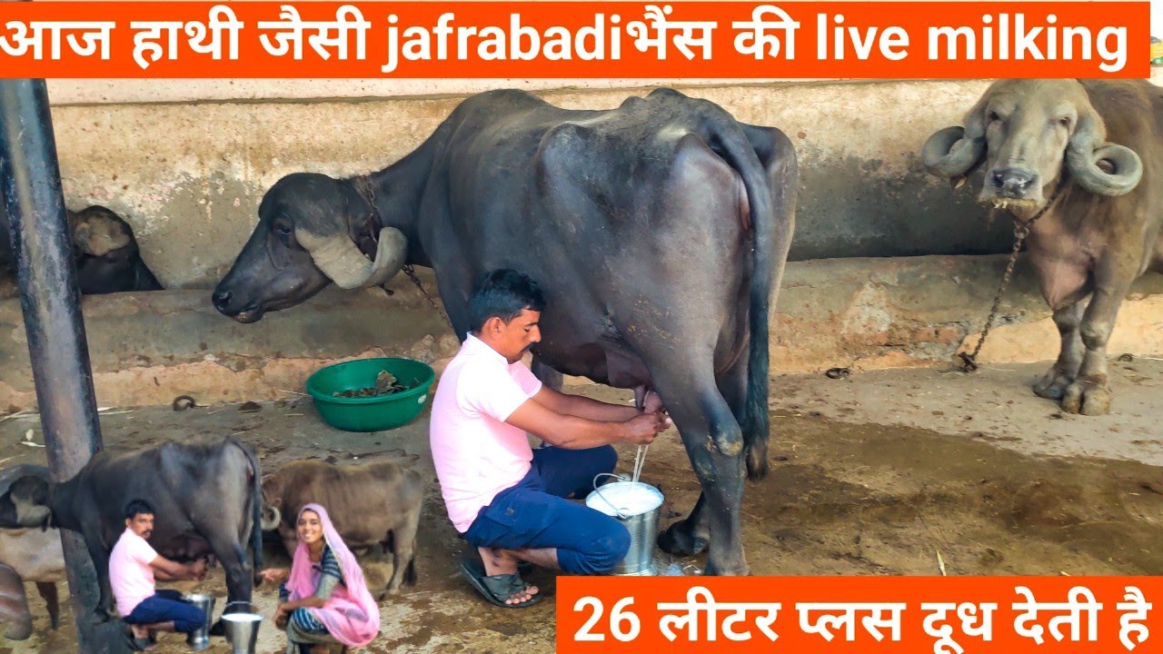 आज हाथी जैसी jafrabadiभैंस केlive milking 26 लीटर प्लस दूध देती है#priyankadinu #dairy#farm#buffalo