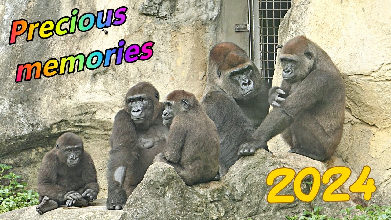 Happy New Year! Gorilla D'jeeco family's precious memories in 2024 / 新年快樂! 大猩猩迪亞哥家族2024年的珍貴回顧