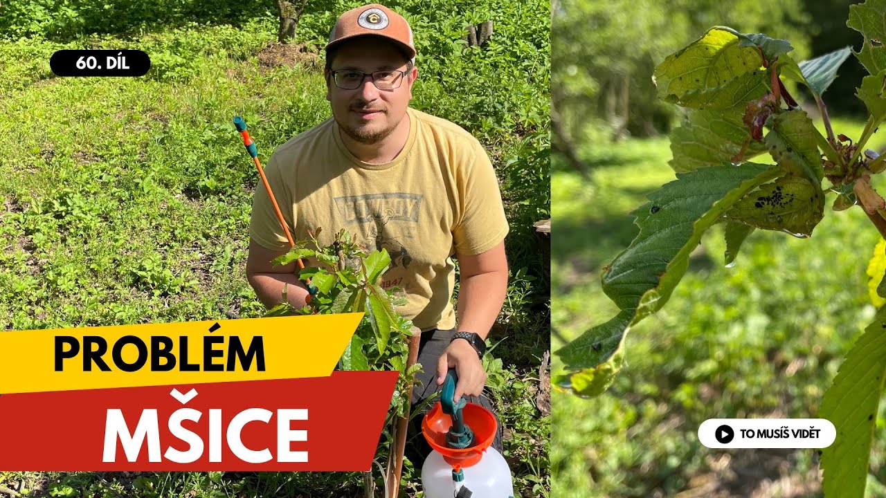 Přírodní recept proti MŠICÍM od souseda