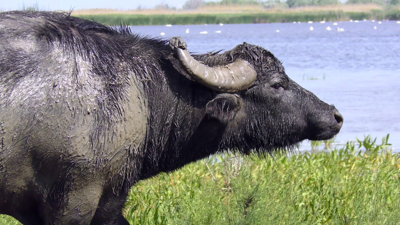 Welcome to the Danube Delta rewilding area!