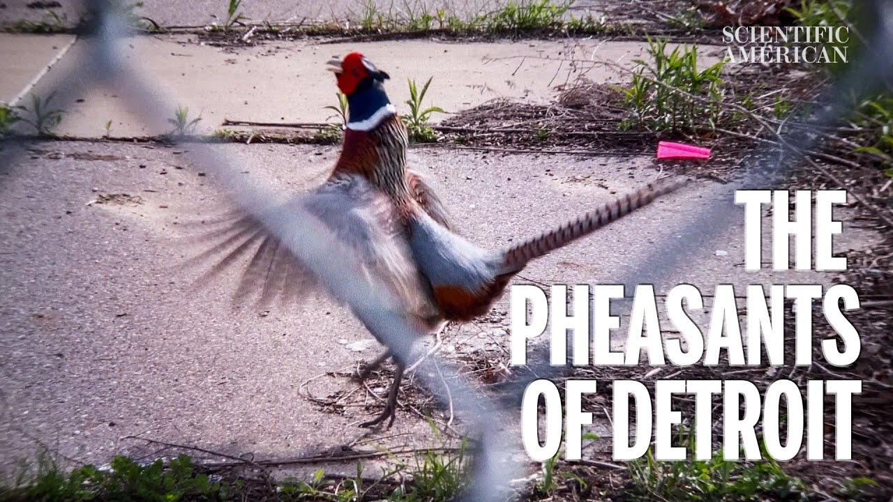 Detroit Has a Large Population of Ring-Necked Pheasants, and They Are Striking