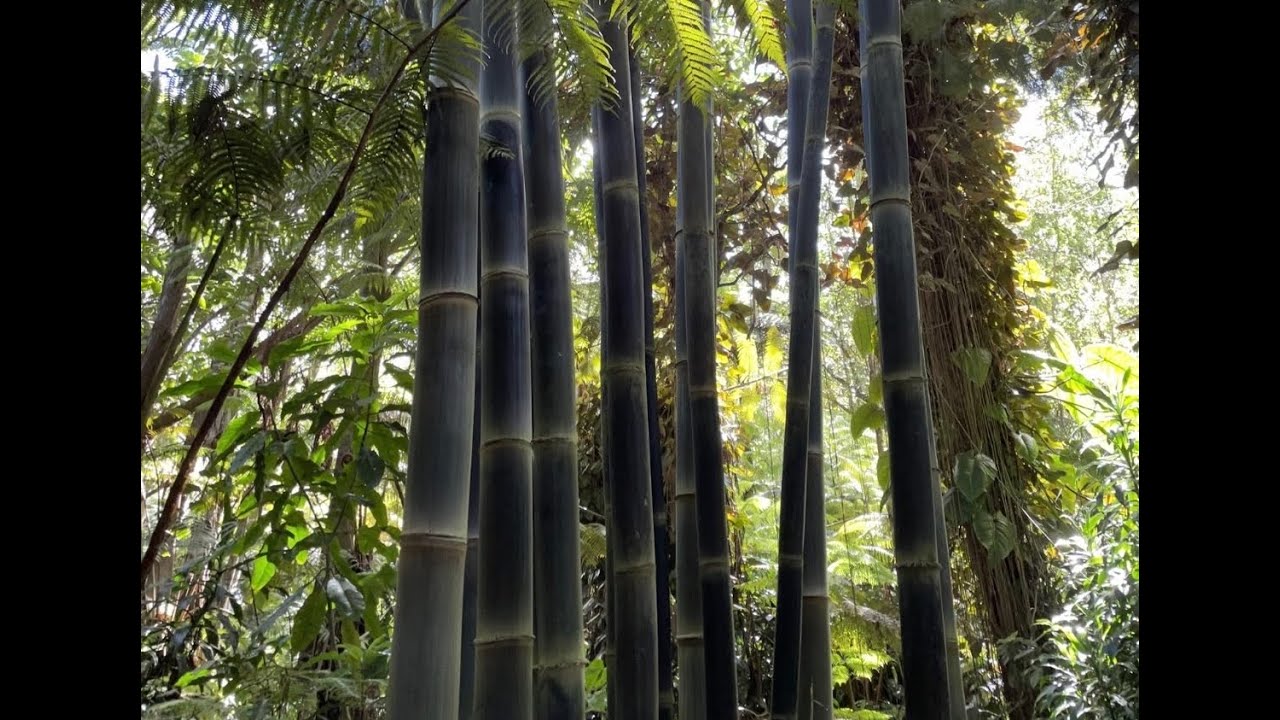 Bamboo Forest - Guitar Meditation no. 4 (Original, No AI)