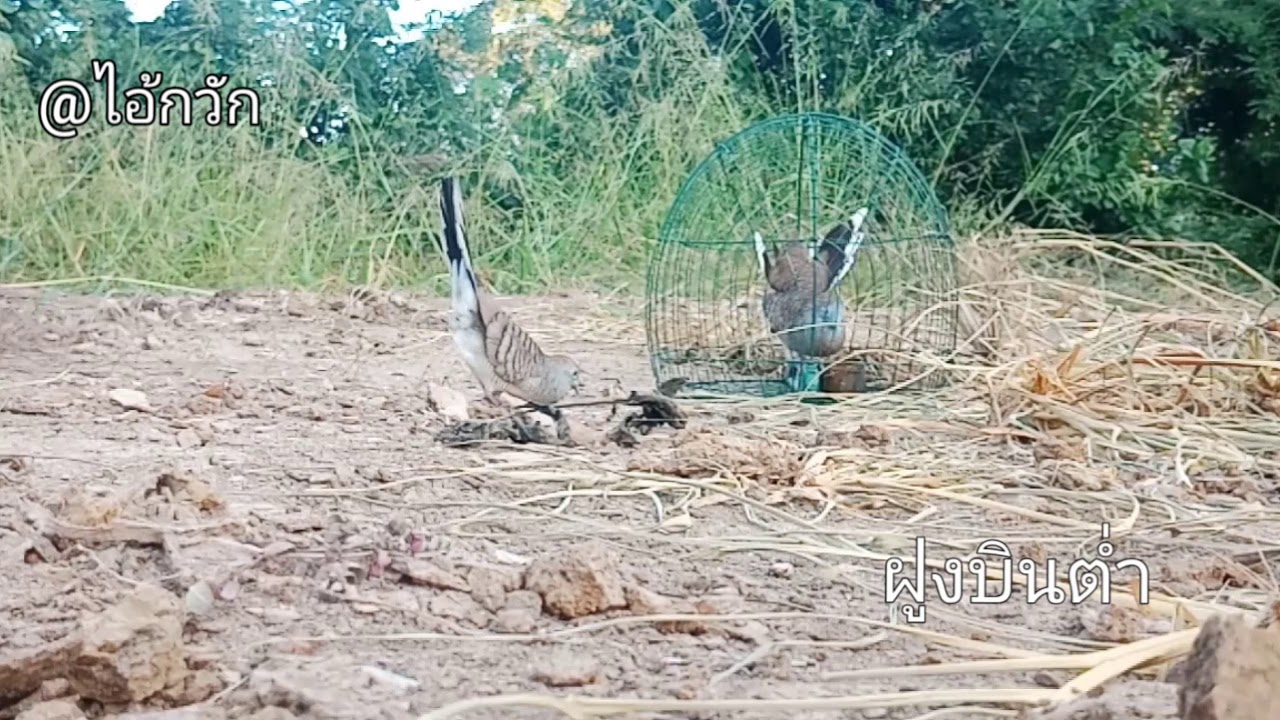 นกเขาชวาต่อลานดิน @ไอ้กวัก