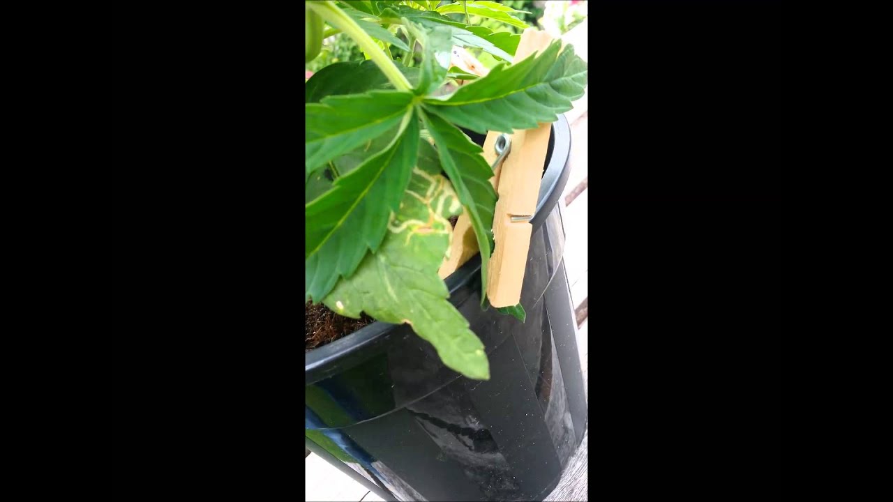 Spliff Seeds Contest - White Widow Autoflower 3