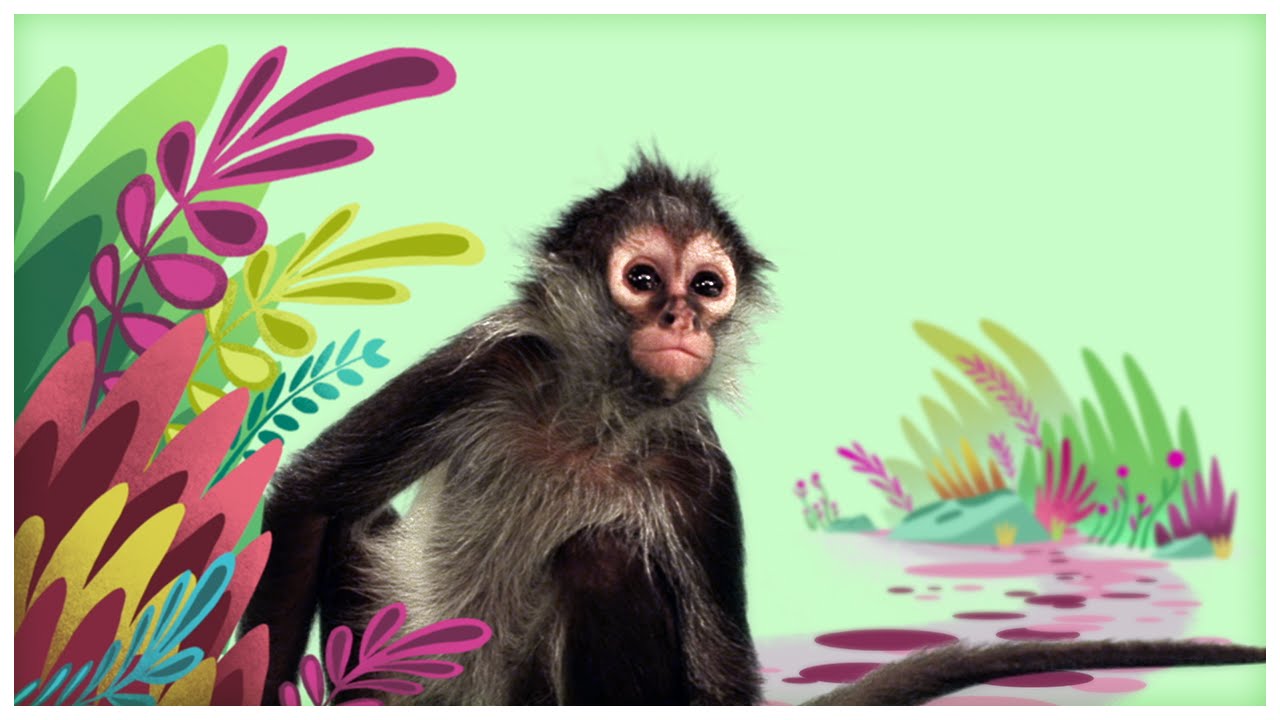Animal Songs: 