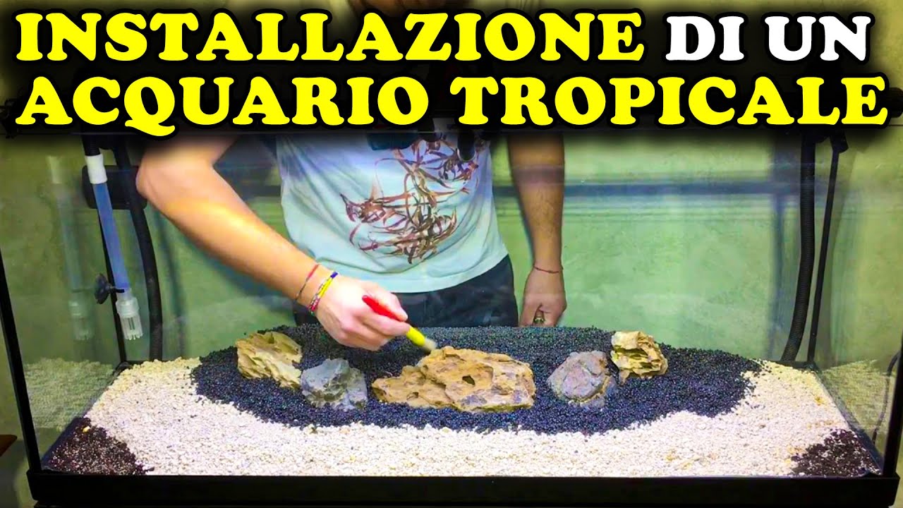 TUTORIAL SULL'INSTALLAZIONE DI UN ACQUARIO TROPICALE DA ZERO - VITA ANIMALE