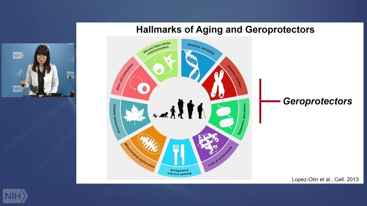 WALS: Mechanisms of Ovarian Aging: A Target for Geroprotection in Women