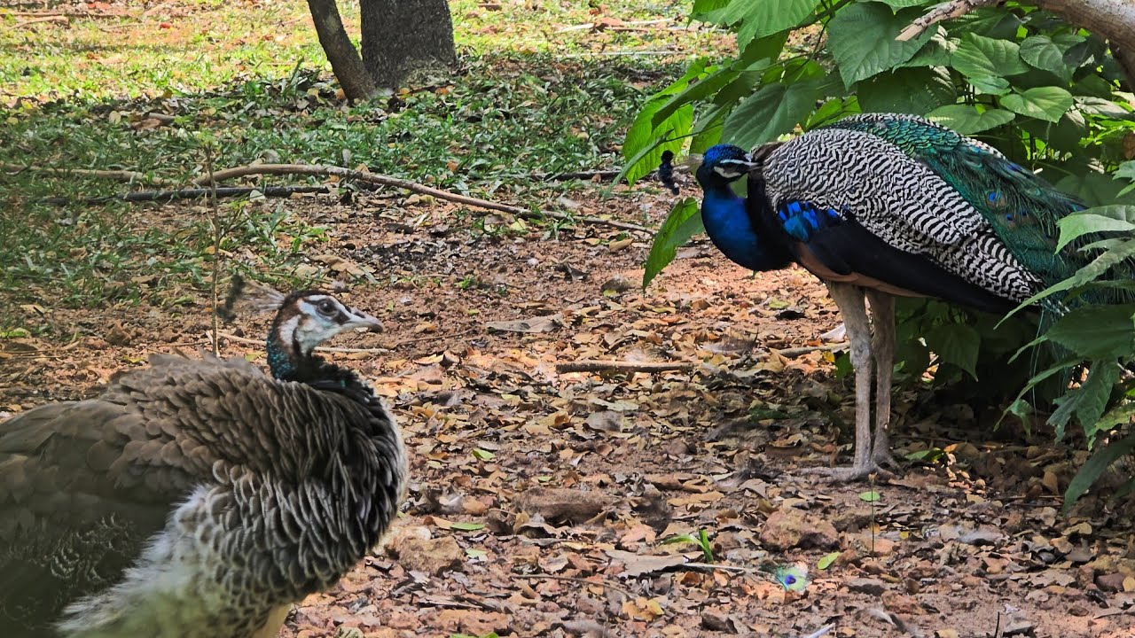 Trivandrum zoo(Part2)|4K 60fps HDR10+|Shot on Galaxy S24 Ultra[RAW AUDIO]