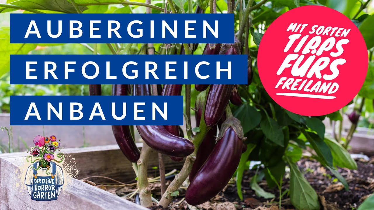 Auberginen vorziehen - mit Sorten-Tipps fürs Freiland