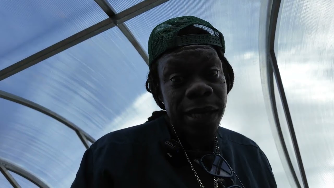 Greenhouse update #vlog2. Plants are bouncing back