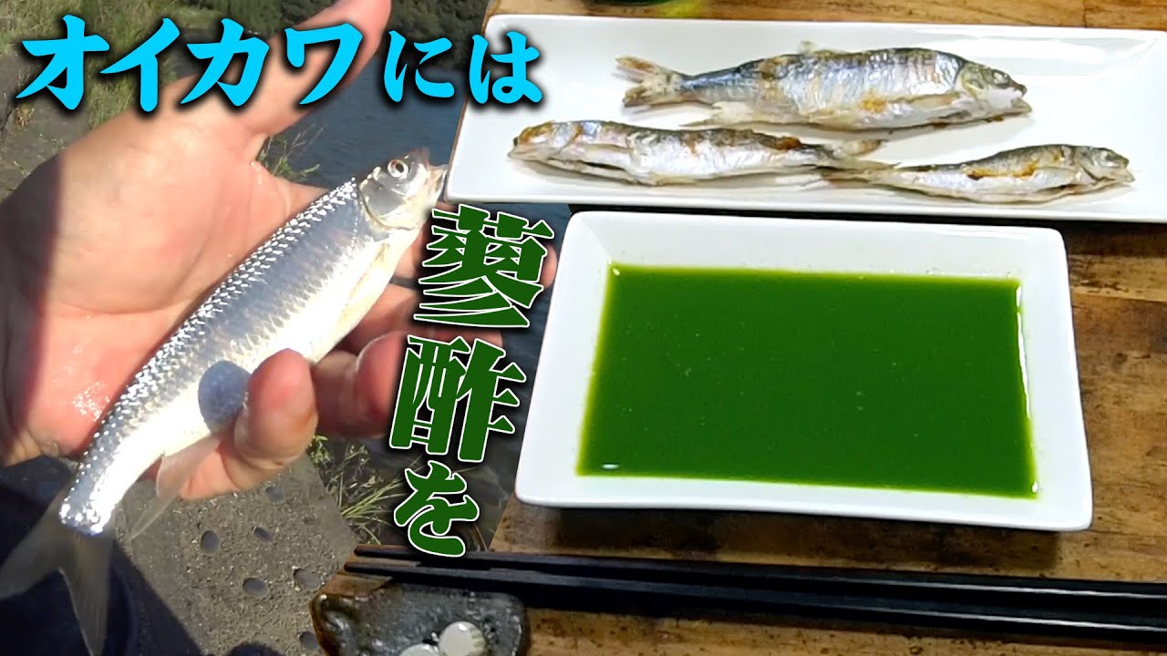 オイカワ釣りは時合いの時間に余裕を持って行きましょう【塩焼き蓼酢掛け】